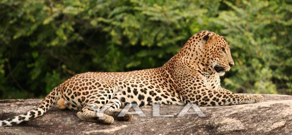 Sri Lanka Yala Sri Lanka Yala